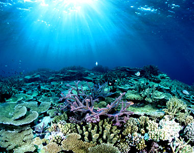 Google Maps to Explore New Depths with Panoramic View of Great Barrier Reef