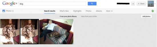 Google Plus Dog search